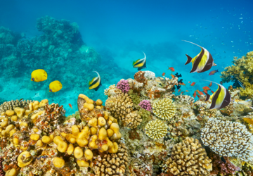 טיסה לשארם א שייח סיני