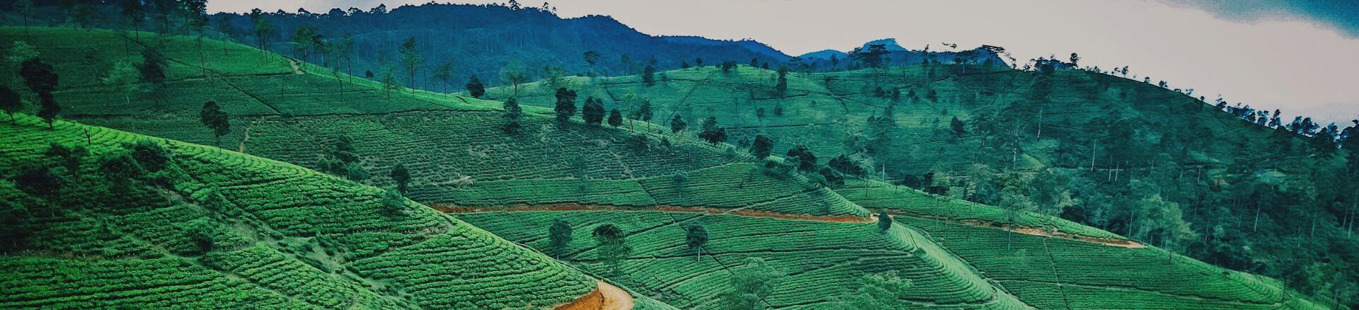 טיסות זולות לסרי לנקה